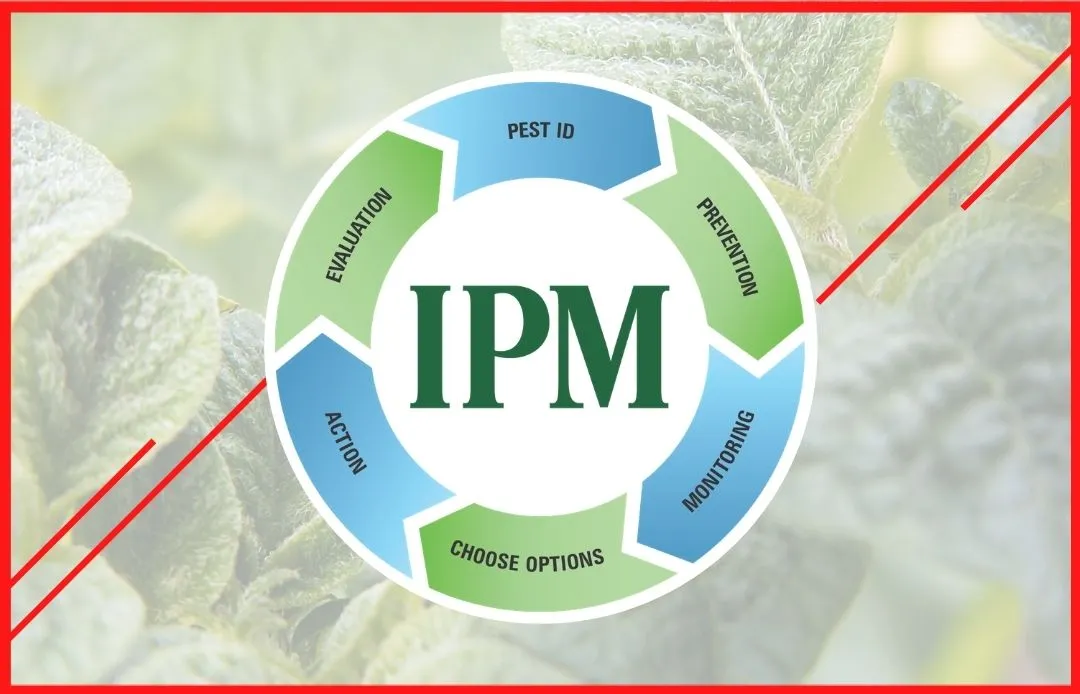 IPM in Karachi