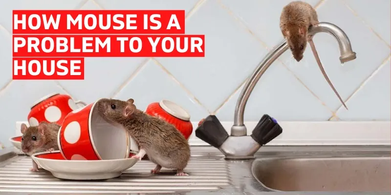 Rodent Control Services