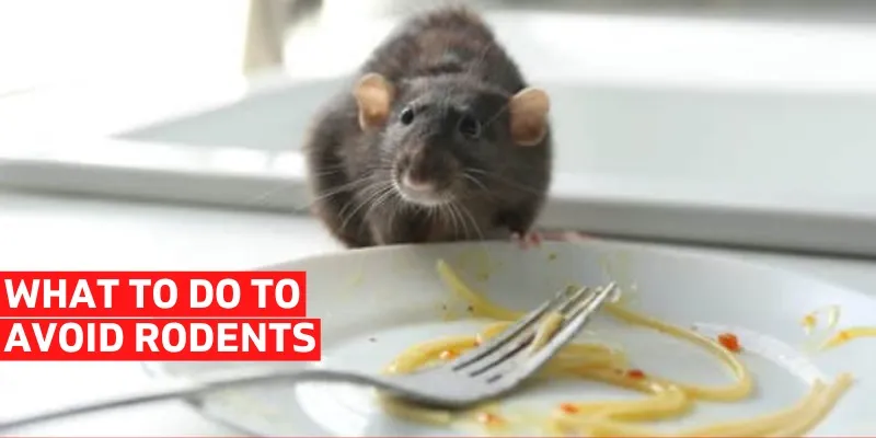 Rodent Control Services