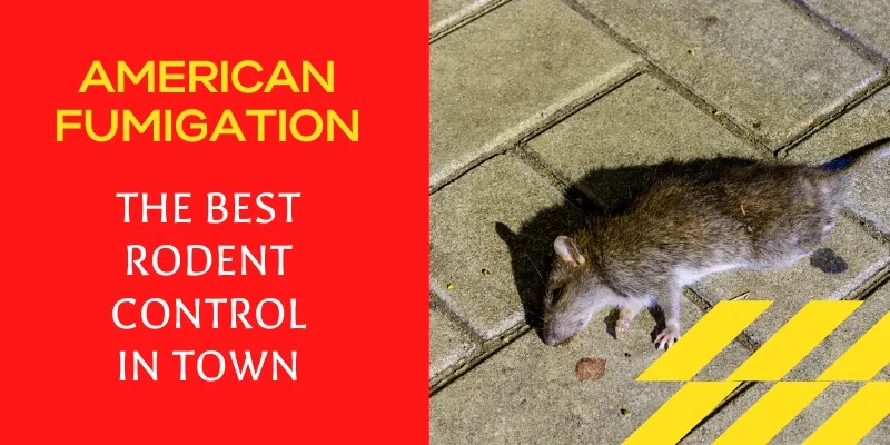 Rodent Control Services