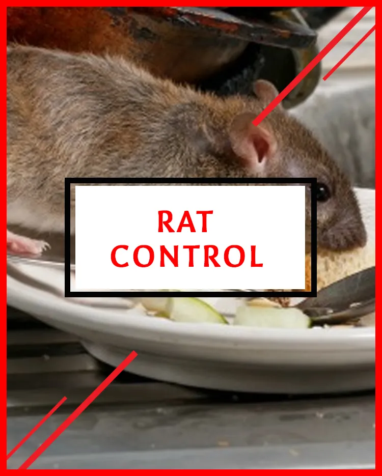 Rat Control