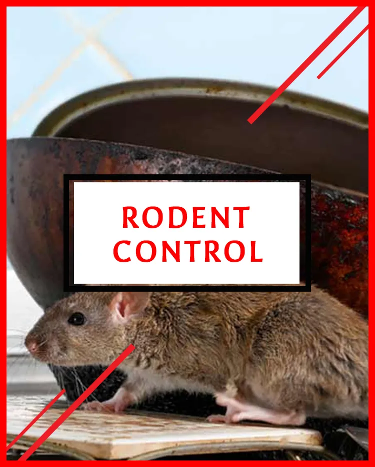 Rodent Control