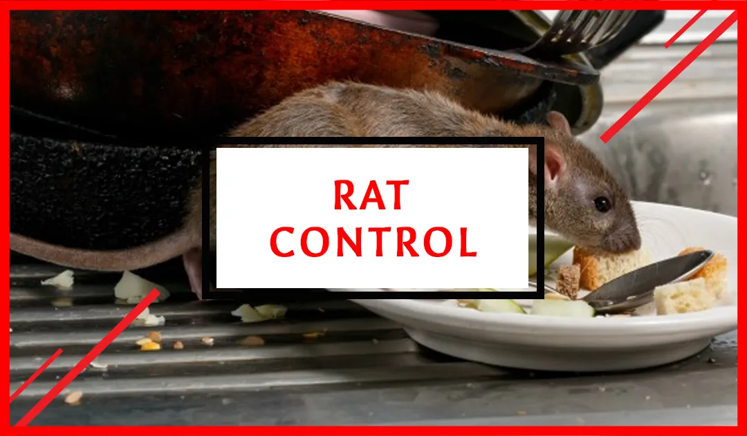 Rat Control
