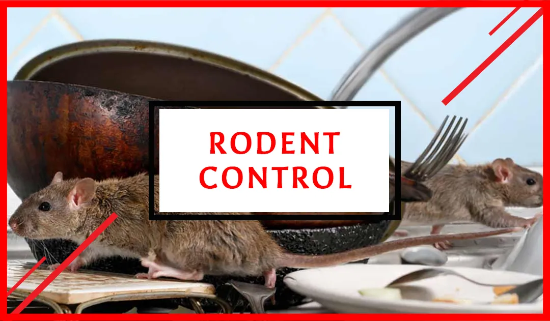 Rodent Control